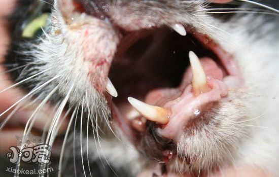 貓貓皮膚病怎么治療6