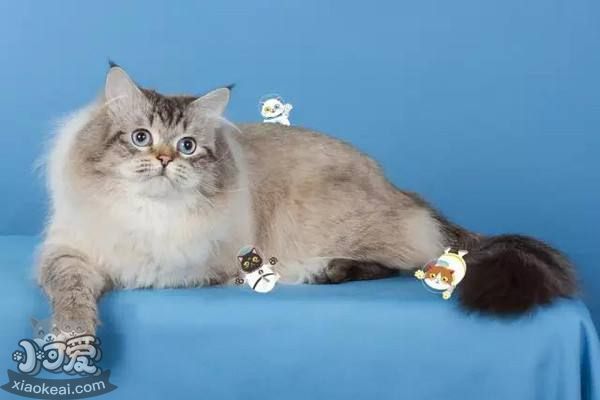 襤褸貓奶水不足怎么回事 奶水不足原因介紹