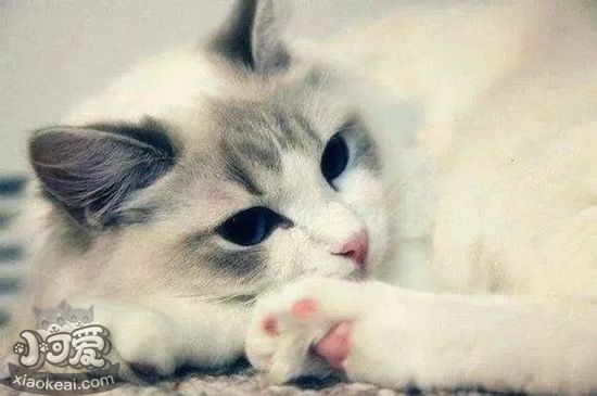 襤褸貓發情期不能吃什么 發情期襤褸貓飲食禁忌