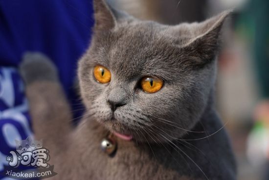 英國短毛貓懷孕是否可以吃海魚