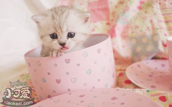 怎么確定茶杯貓是否懷孕 茶杯貓懷孕確認方法