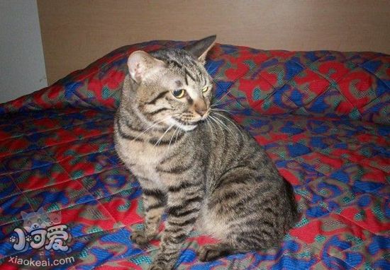 中國貍花貓懷孕期間吃什么 中國貍花貓懷孕伙食