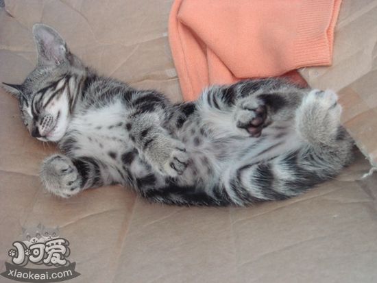 怎么預防中國貍花貓流產 中國貍花貓流產預防方法