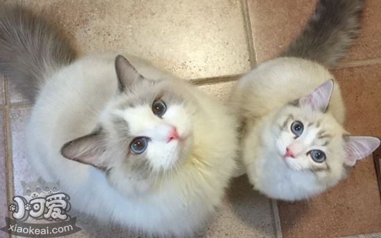 布偶貓產(chǎn)后如何護(hù)理 產(chǎn)后護(hù)理注意事項(xiàng)