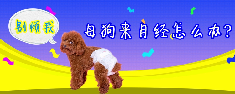 母狗來(lái)月經(jīng)怎么辦