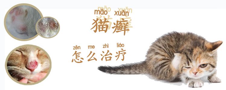 貓癬怎么治療