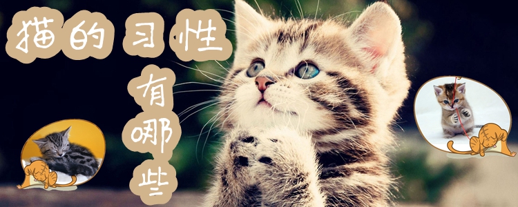 貓的習性有哪些