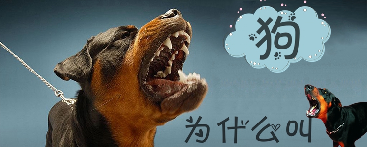 狗為什么會叫1