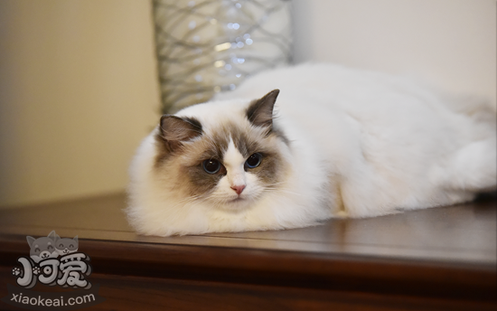 布偶貓怎么確定懷孕 布偶貓懷孕確認方法