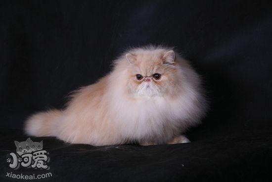 波斯貓繁殖什么品相 波斯貓繁殖品相介紹