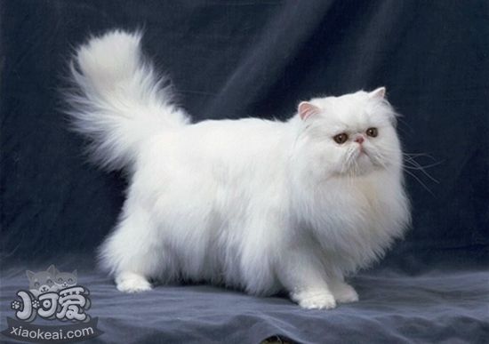 波斯貓懷孕怎么增加營養(yǎng) 波斯貓孕期營養(yǎng)補(bǔ)充