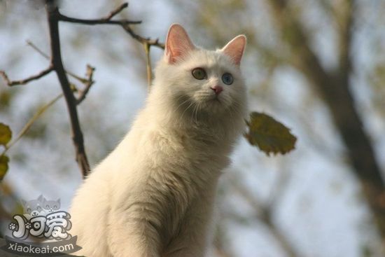 山東獅子貓產(chǎn)后怎么照顧 山東獅子貓產(chǎn)后護(hù)理