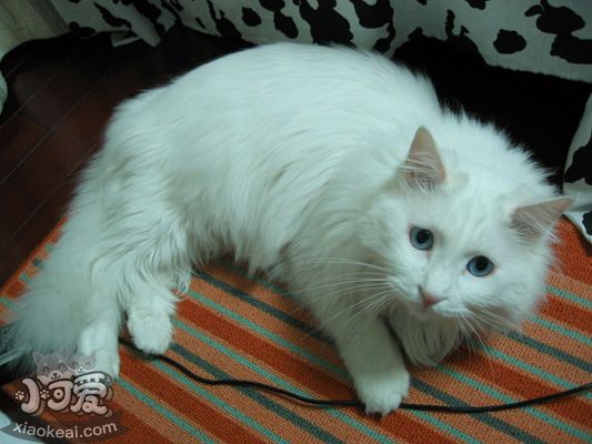 山東獅子貓如何預(yù)防流產(chǎn) 山東獅子貓流產(chǎn)原因介紹