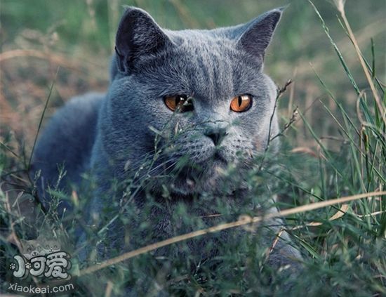 沙特爾貓繁殖要注意什么 沙特爾貓繁殖注意事項