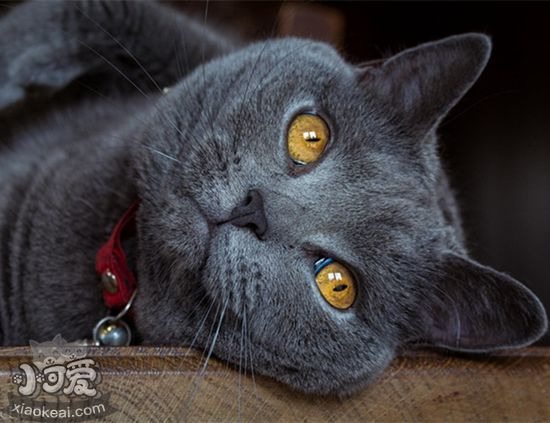 怎么判斷沙特爾貓是否懷孕 沙特爾貓懷孕征兆介紹