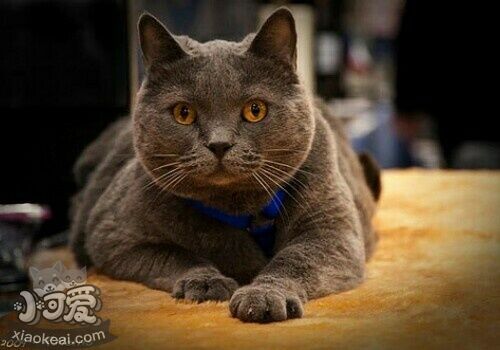 沙特爾貓分娩前要準(zhǔn)備什么 沙特爾貓分娩準(zhǔn)備