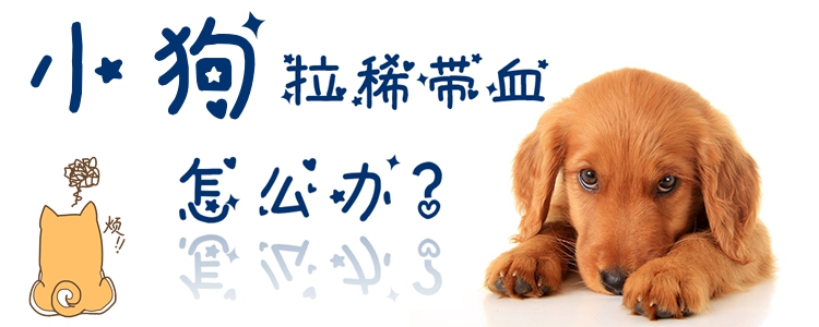 小狗拉稀帶血怎么辦1
