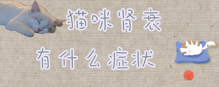 貓咪腎衰有什么癥狀