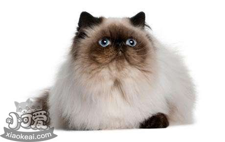 喜馬拉雅貓懷孕了吃什么 喜馬拉雅貓懷孕食譜