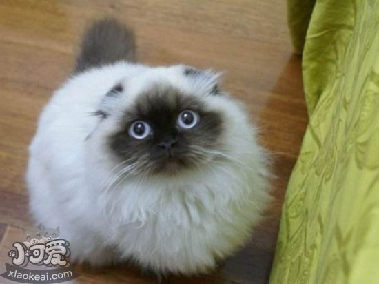 喜馬拉雅貓產后怎么護理 喜馬拉雅貓產后護理方法