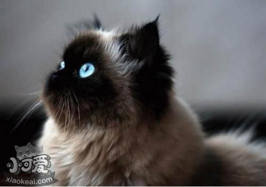 喜馬拉雅貓預產期怎么推算 預產期推算方法