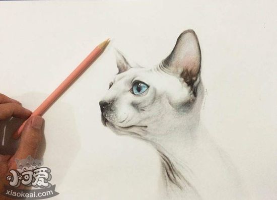 加拿大無毛貓難產怎么辦 加拿大無毛貓難產解決辦法