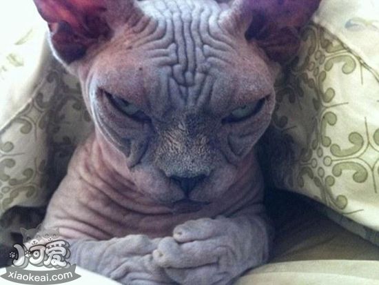 加拿大無毛貓?jiān)趺搭A(yù)防流產(chǎn) 加拿大無毛貓流產(chǎn)預(yù)防方法