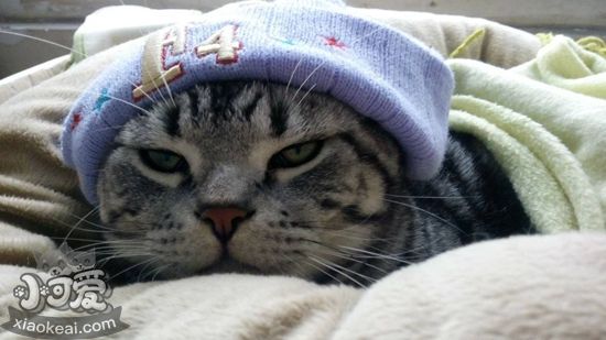 怎么給美國(guó)短毛貓接生 美國(guó)短毛貓生產(chǎn)接生知識(shí)