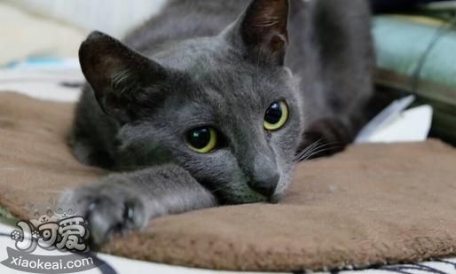 俄羅斯藍貓沒奶怎么辦 俄羅斯藍貓催乳方法