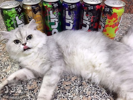 金吉拉貓產后要注意什么 金吉拉貓產后護理手冊