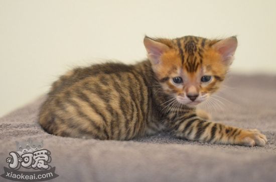 玩具虎貓分娩要注意什么 玩具虎貓分娩注意事項(xiàng)