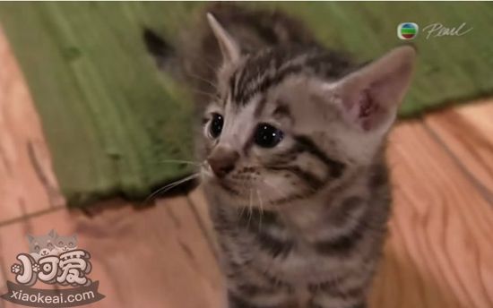 玩具虎貓繁殖障礙怎么回事 繁殖障礙詳細(xì)介紹