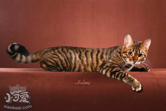 如何辨別玩具虎貓是否懷孕