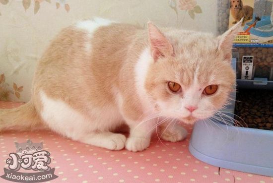 曼基康貓絕育要注意什么 曼基康貓絕育注意事項