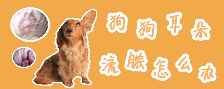 狗狗耳朵流膿怎么辦
