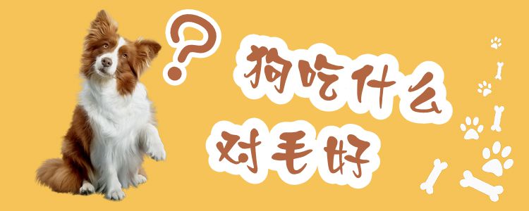狗吃什么對(duì)毛好1