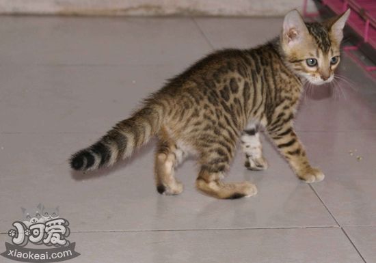 豹貓產(chǎn)后出血怎么辦 豹貓產(chǎn)后出血治療方法