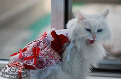 怎么喂食沒出乳牙的蒂凡尼貓幼貓