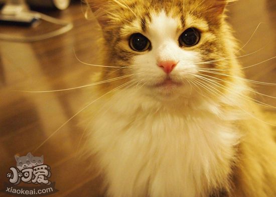 挪威森林貓初次交配要注意什么 初次交配注意事項