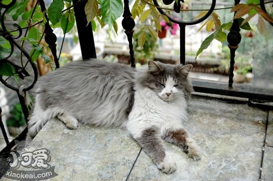 挪威森林貓?jiān)衅谠趺闯?挪威森林貓?jiān)衅陲嬍辰榻B