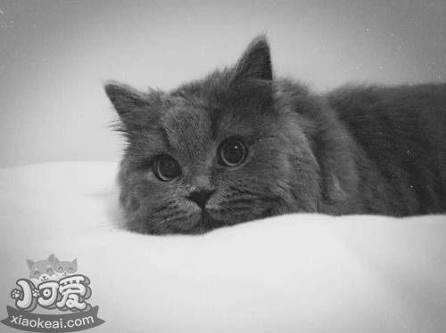 英國長毛貓難產(chǎn)怎么辦 英國長毛貓難產(chǎn)解決辦法