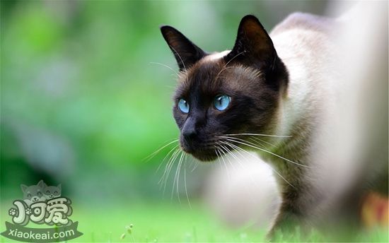 怎么預(yù)防暹羅貓流產(chǎn) 暹羅貓流產(chǎn)預(yù)防方法