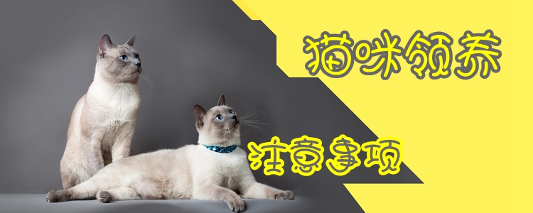 領養貓咪注意事項