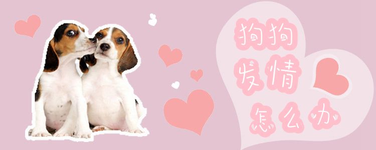 狗狗發情怎么辦