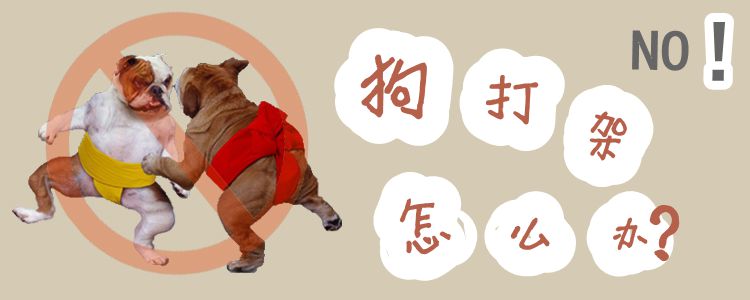 狗打架怎么辦