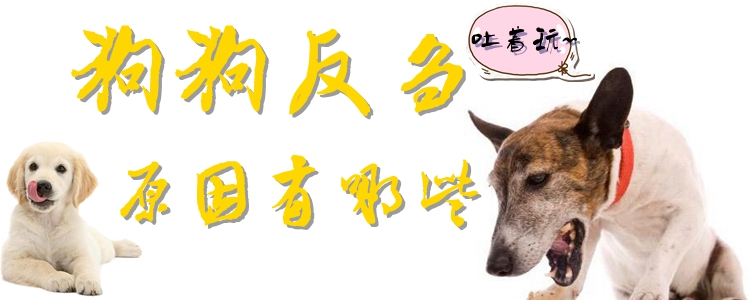 狗狗反芻的原因有哪些