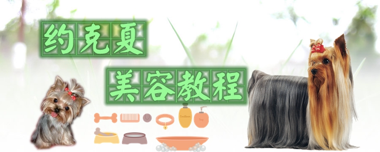 約克夏美容教程