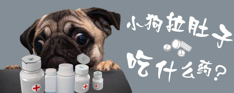 小狗拉肚子吃什么藥