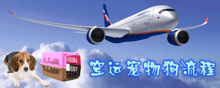 空運寵物狗流程