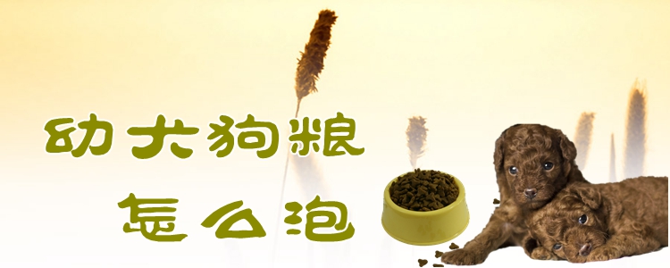 幼犬狗糧怎么泡